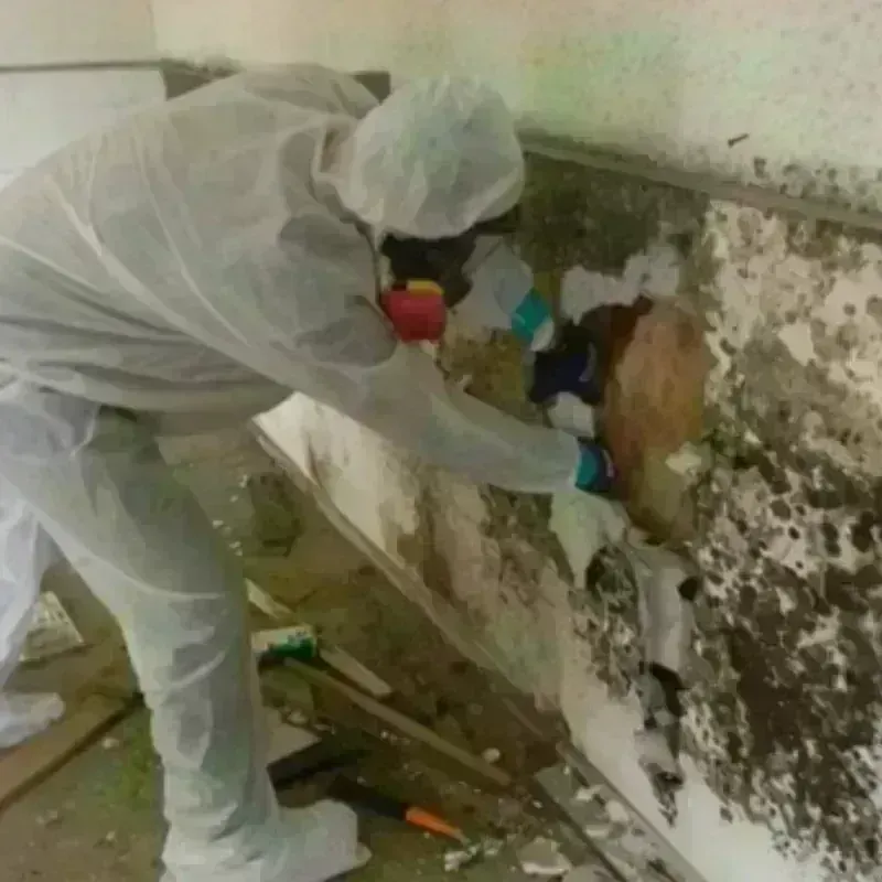 Mold Remediation and Removal in Westworth, TX